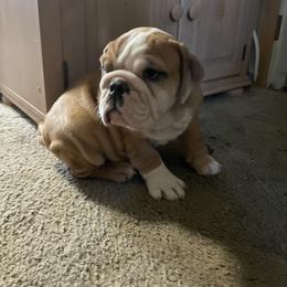 Bulldog Puppies from Tiffany Thelen's Bulldogs