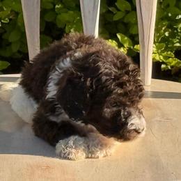 Felix - Brown male Poodle puppy in Chesapeake, Virginia from Doodle-Cove