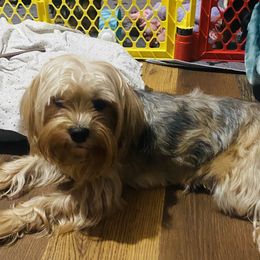 Z - Yorkshire Terrier
