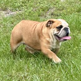 Mila - Bulldog