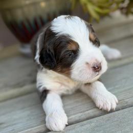Clue - Blue merle male Bernedoodle puppy in El Campo, Texas from Little Fur Friends Bernedoodles