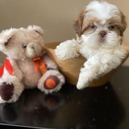 Girl 1 - Red and white female Shih Tzu puppy in Troy, Michigan from "Shihtzu Best Friend"