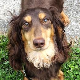 Dutch - Dachshund