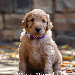 Golden Retriever and Goldendoodle Puppies from Golden Honey