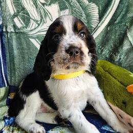 Troller - Black white and tan male English Springer Spaniel puppy in Grant, Michigan from Bedell's Riverdog Run