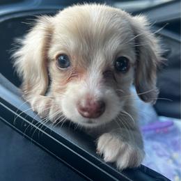 Annie - Dapple female Dachshund puppy in Miami, Florida from Maitime Dachshund