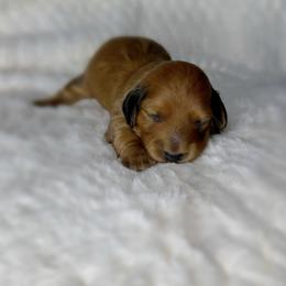 Dachshund Puppies from Diddle Bros Dachshunds