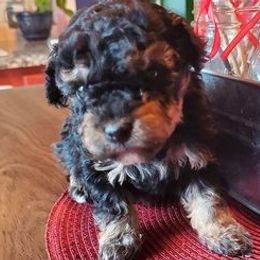 Dachshunds, Mal-Shis, Maltipoos, and Yorkipoos from H&S pets