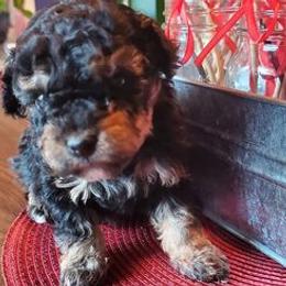 Dachshunds, Mal-Shis, Maltipoos, and Yorkipoos from H&S pets