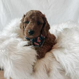 Clover - Red  male Goldendoodle puppy in Bellevue, Iowa from River Town Doodles