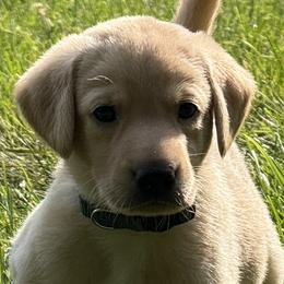 Amalfi Tempest - Yellow male Labrador Retriever puppy in Richmond, Maine from King K9 Academy