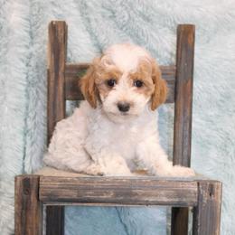Hercules - Parti male Poodle puppy in Loretto, Tennessee from K Kountry Farm