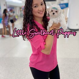 Goldendoodle and Maltese Puppies from Little Sweetheart Puppies