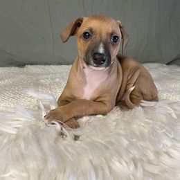 Italian Greyhound Puppies from Kentucky Greyhounds