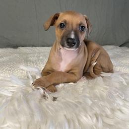 Italian Greyhound Puppies from Kentucky Greyhounds