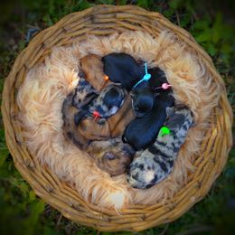 Companion Cross, Mal-Shi, Maltese, Maltipoo, Morkie, and Shih Tzu Puppies from Seeking Shalom Acres Maltese, Maltipoos & Havamalts