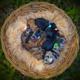 Companion Cross, Mal-Shi, Maltese, Maltipoo, Morkie, and Shih Tzu Puppies from Seeking Shalom Acres Maltese, Maltipoos & Havamalts