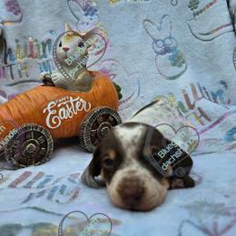 Chocolate pie girl 1 - Chocolate and tan female Dachshund puppy in Herald, California from Bluegum Dachshunds