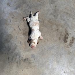 Boy 1 - Mahogany and white male Basset Hound puppy in Tahlequah, Oklahoma from HNH Hounds