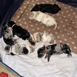 Aussiedoodle Puppies from Vali Girl Aussiedoodles