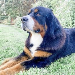Olive - Bernese Mountain Dog