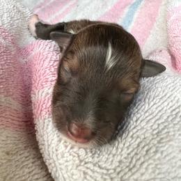 Star - Sable and white female Shetland Sheepdog puppy in Kerville, Texas from Cedar Hill Kennels