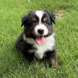 Aussiedoodle and Miniature American Shepherd Puppies from Lori Davis