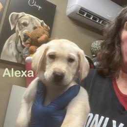 Alexa - Yellow female Labrador Retriever puppy in Tigard, Oregon from Morrison Labrador Retreivers