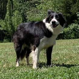 Rhea - Border Collie