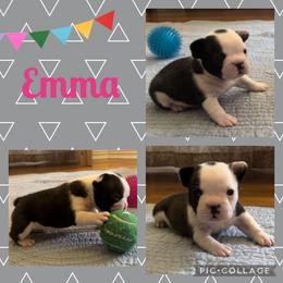 French Bulldog All Grown Up from Double Oak Frenchies