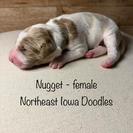 Nugget - Parti female Goldendoodle puppy in Cedar Falls, Iowa from Northeast Iowa Doodles