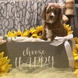 Girl 2 - Red Cavapoo puppy in Mc Kinney, Texas from Brookstone Cavapoos