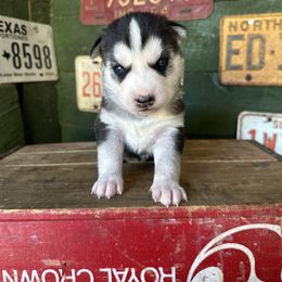Bucky - Black and white male Siberian Husky puppy in Burnsville, North Carolina from Peterson Puppies