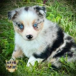 Sage - Blue merle female Australian Shepherd puppy in El Dorado Springs, Missouri from HP Aussie Kennels