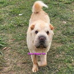 Kisses - Chinese Shar-Pei