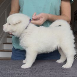 Girl 3 - Purple collar - White female Akita puppy in Coopersburg, Pennsylvania from Main Street Akitas