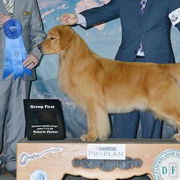 Golden Retrievers from Smold Stone Kennel