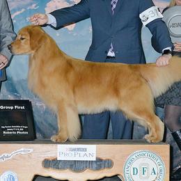 Golden Retrievers from Smold Stone Kennel