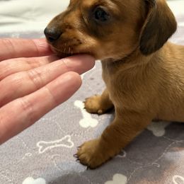 Red Boy (Red Red) - Red male Dachshund puppy in Raeford, North Carolina from Army of Dachshunds