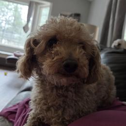 Tucker - Poodle