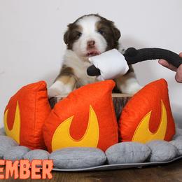 Australian Shepherd Puppies from Starlit Grove Australian Shepherds