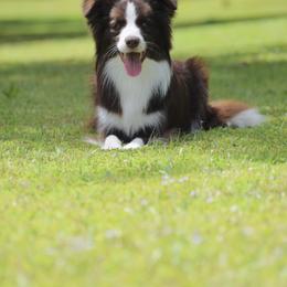 Border Collies from Astoria Border Collies