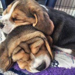 Beagle Puppies from Blackstone