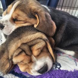 Beagle Puppies from Blackstone