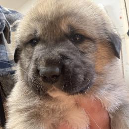Girl 1 - Fawn female Mastiff puppy in Port Townsend, Washington from Pam’s Perfect Pugs & MasPyrs