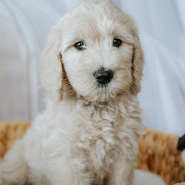 Ms. Silver - Cream female Goldendoodle puppy in Gotha, Florida from Perlune Farms