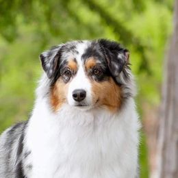 Jolie - Australian Shepherd