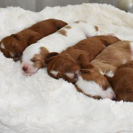 Cavapoo Puppies from Coastal Cavapoos