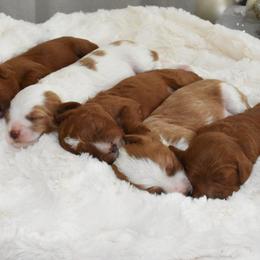 Cavapoo Puppies from Coastal Cavapoos