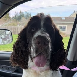Duke - English Springer Spaniel